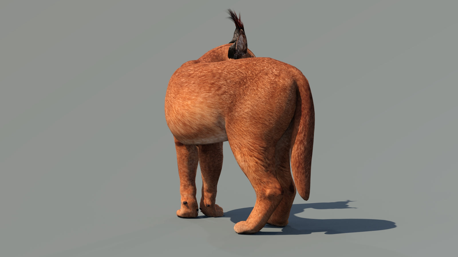 Caracal 3D Model Rigged 360° view 2 frame 3