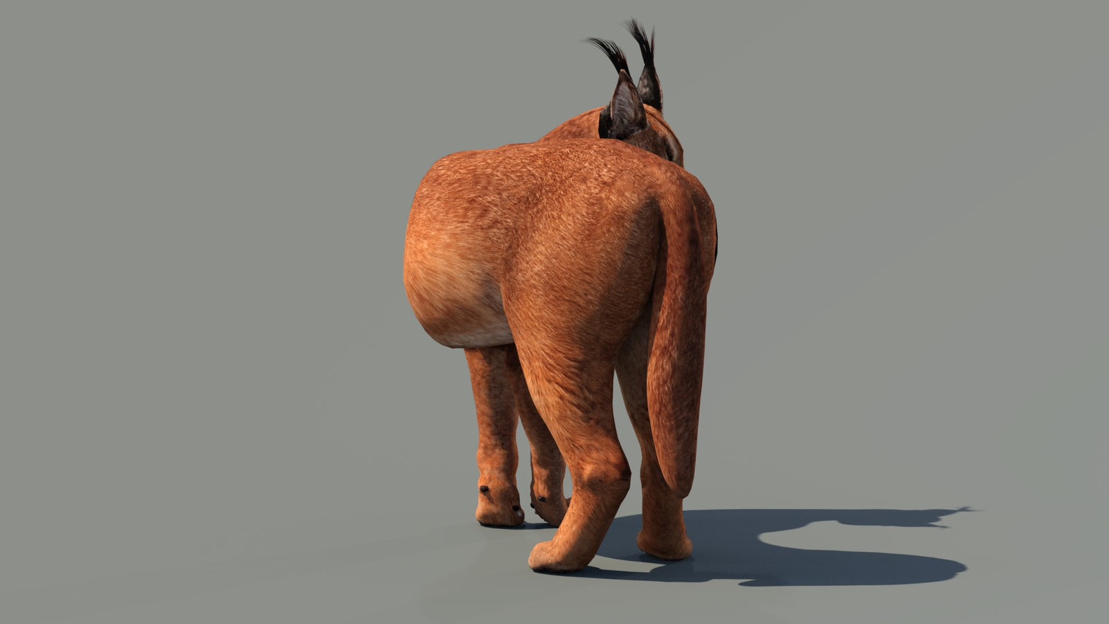 Caracal 3D Model Rigged 360° view 2 frame 5