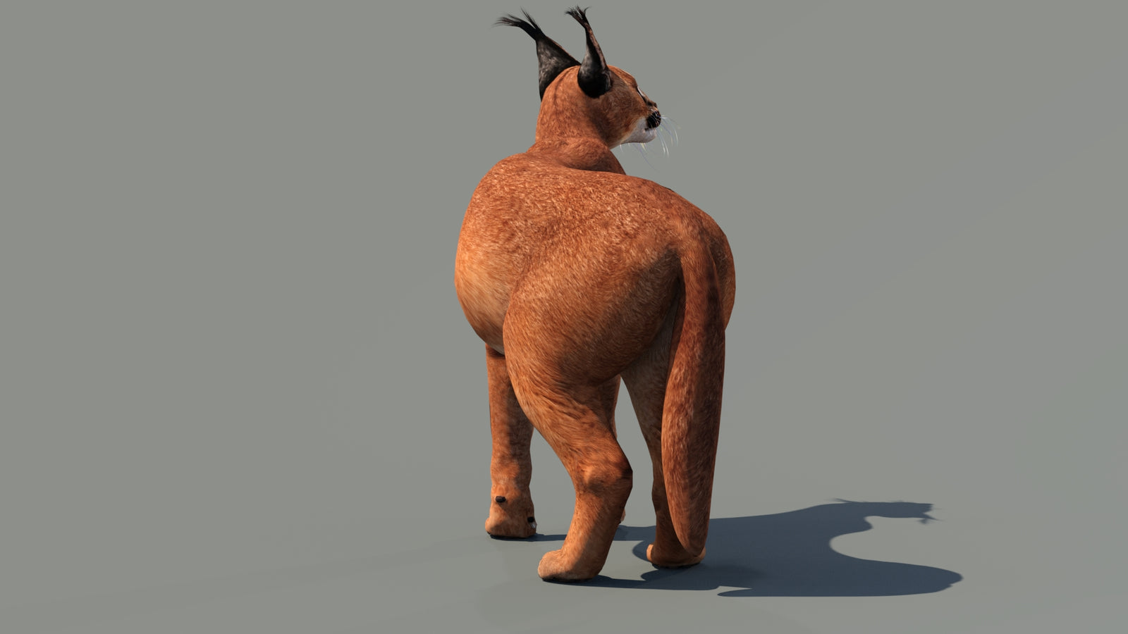 Caracal 3D Model Rigged 360° view 3 frame 5