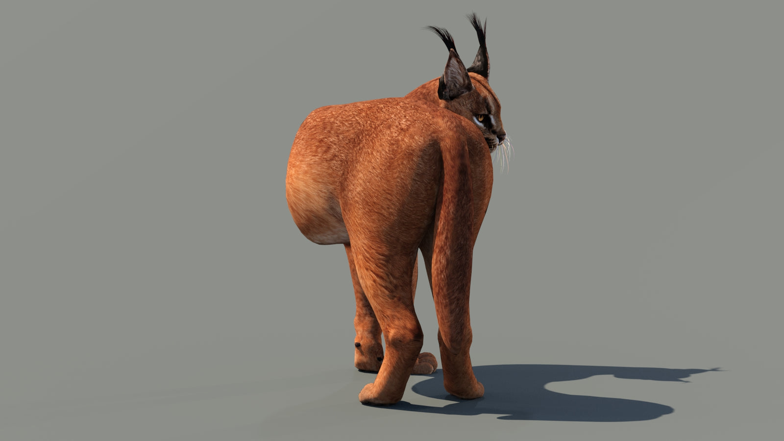 Caracal 3D Model Rigged 360° view 2 frame 6