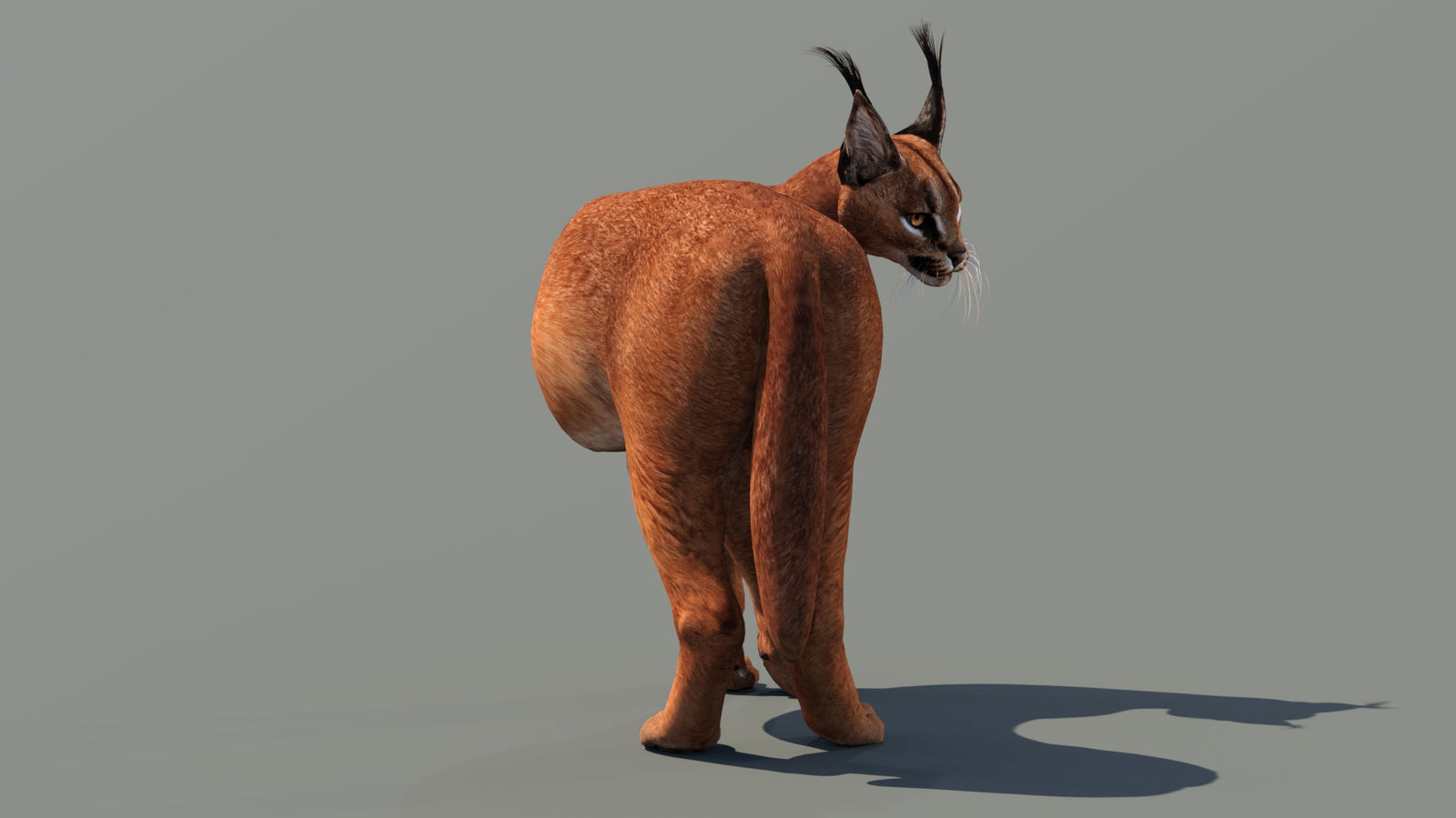 Caracal 3D Model Rigged 360° view 2 frame 7
