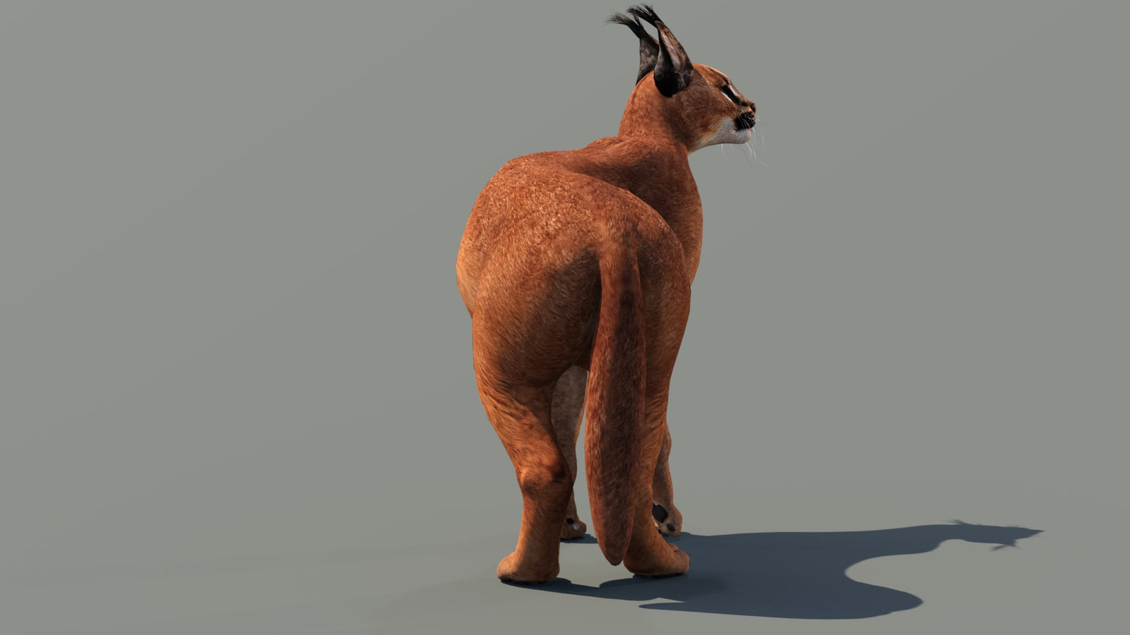 Caracal 3D Model Rigged 360° view 3 frame 7