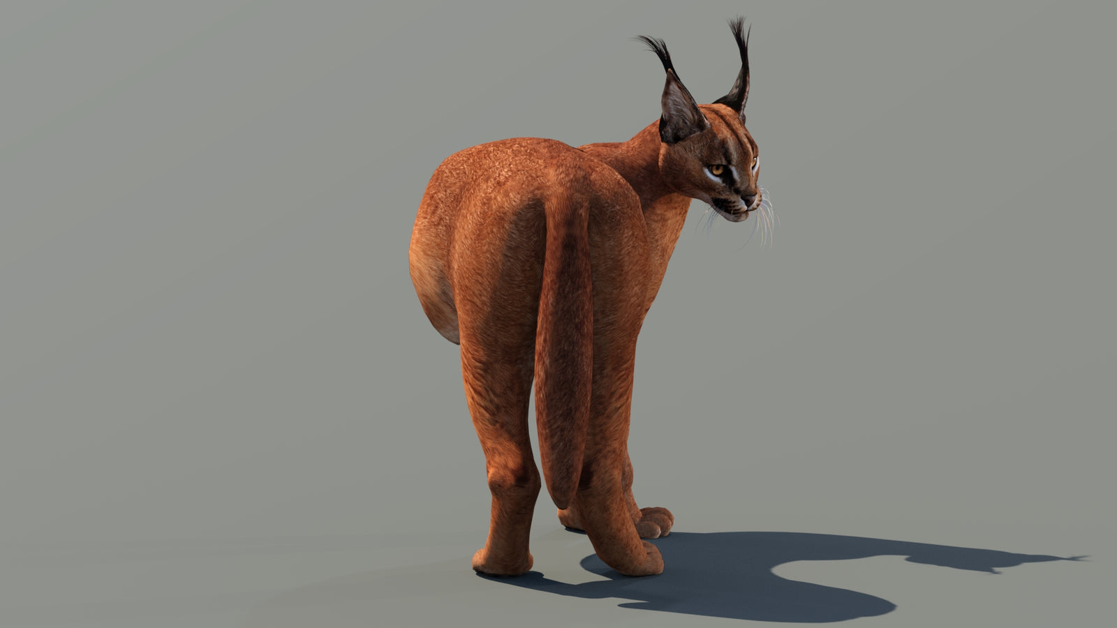 Caracal 3D Model Rigged 360° view 2 frame 8