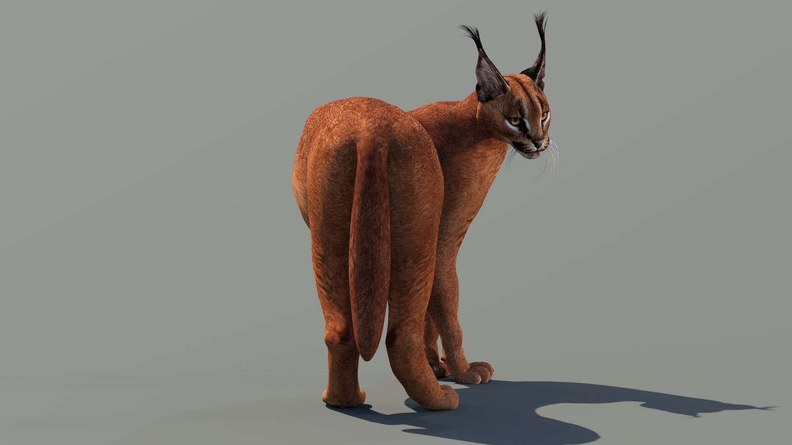 Caracal 3D Model Rigged 360° view 2 frame 9