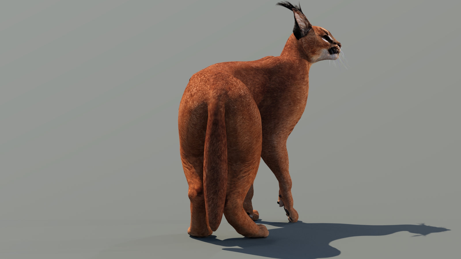 Caracal 3D Model Rigged 360° view 3 frame 9
