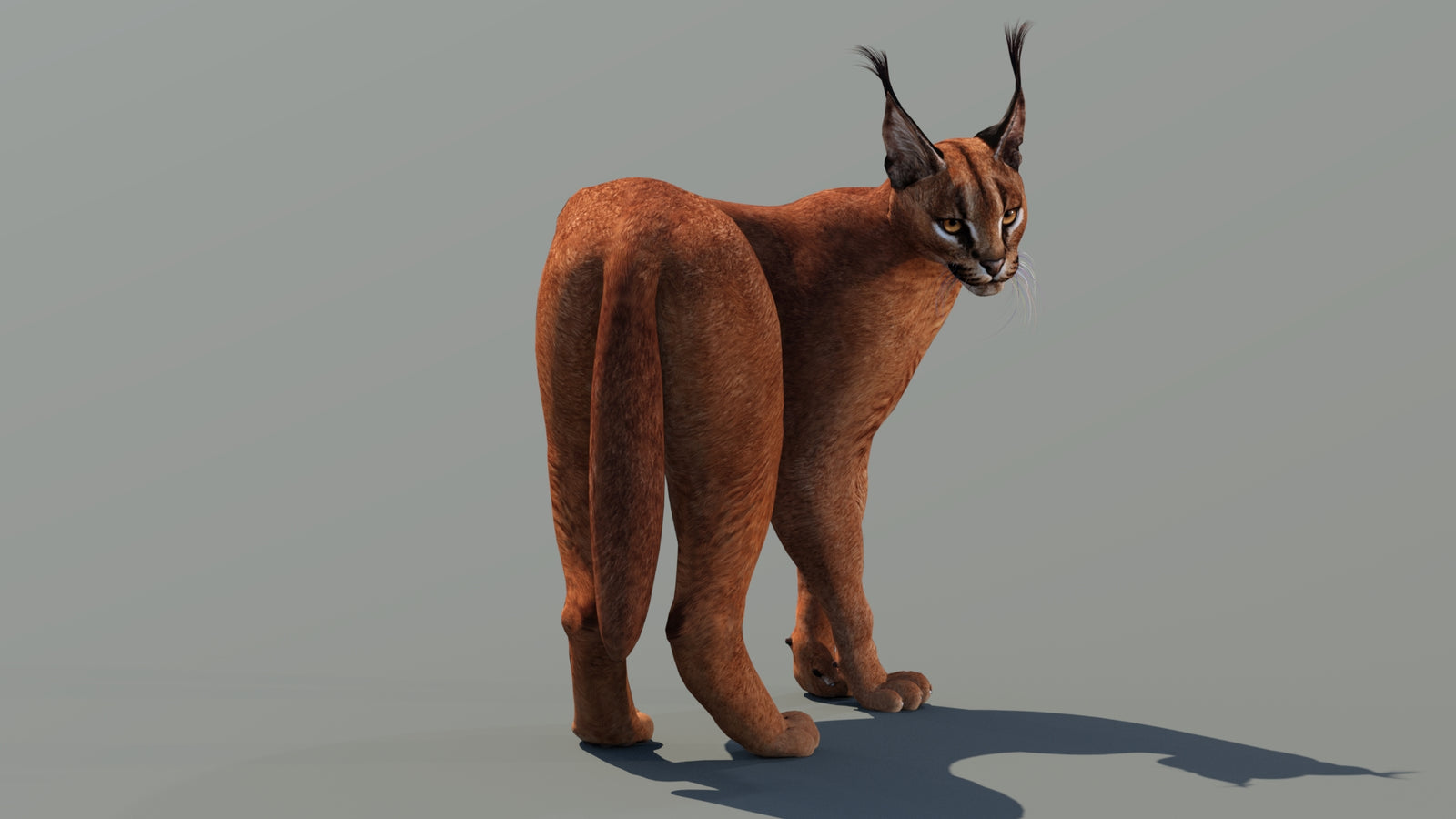 Caracal 3D Model Rigged 360° view 2 frame 10