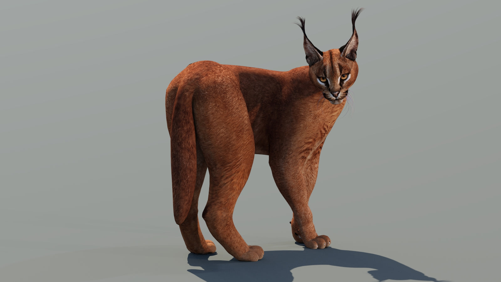 Caracal 3D Model Rigged 360° view 2 frame 12