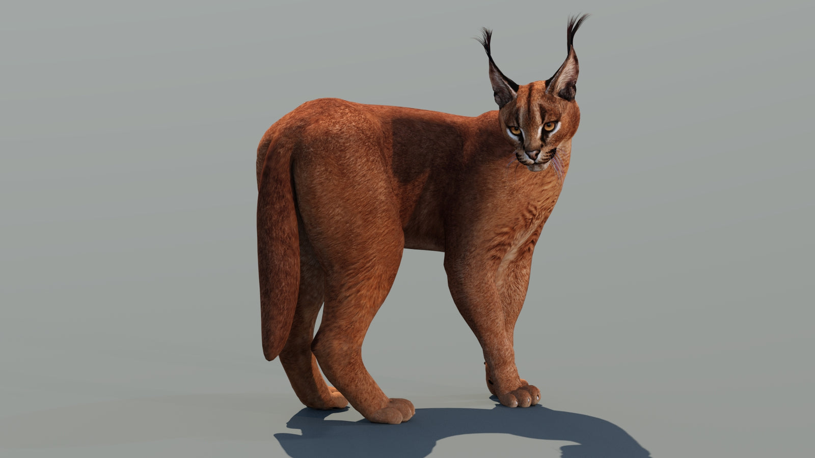 Caracal 3D Model Rigged 360° view 2 frame 13
