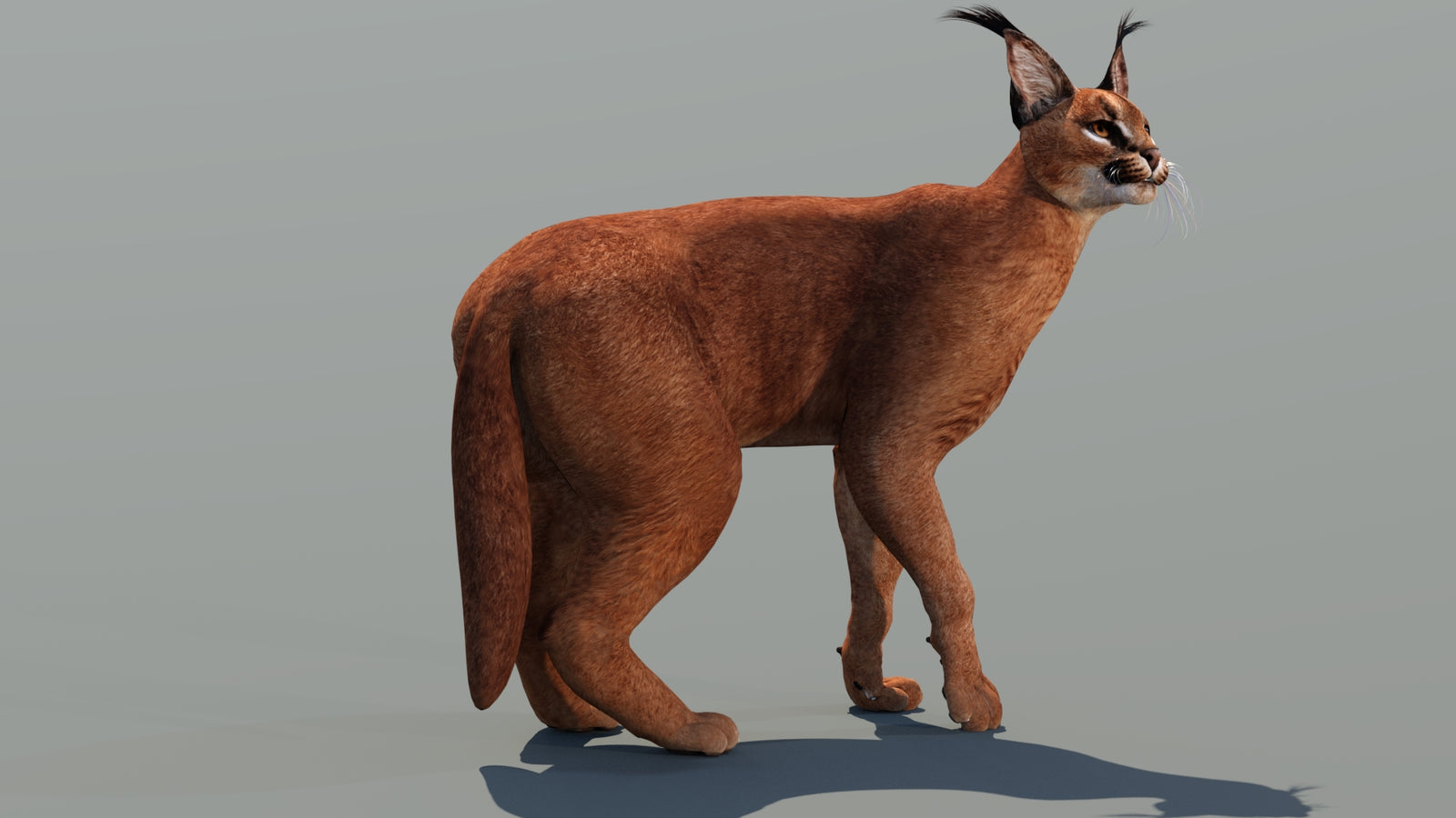Caracal 3D Model Rigged 360° view 3 frame 13