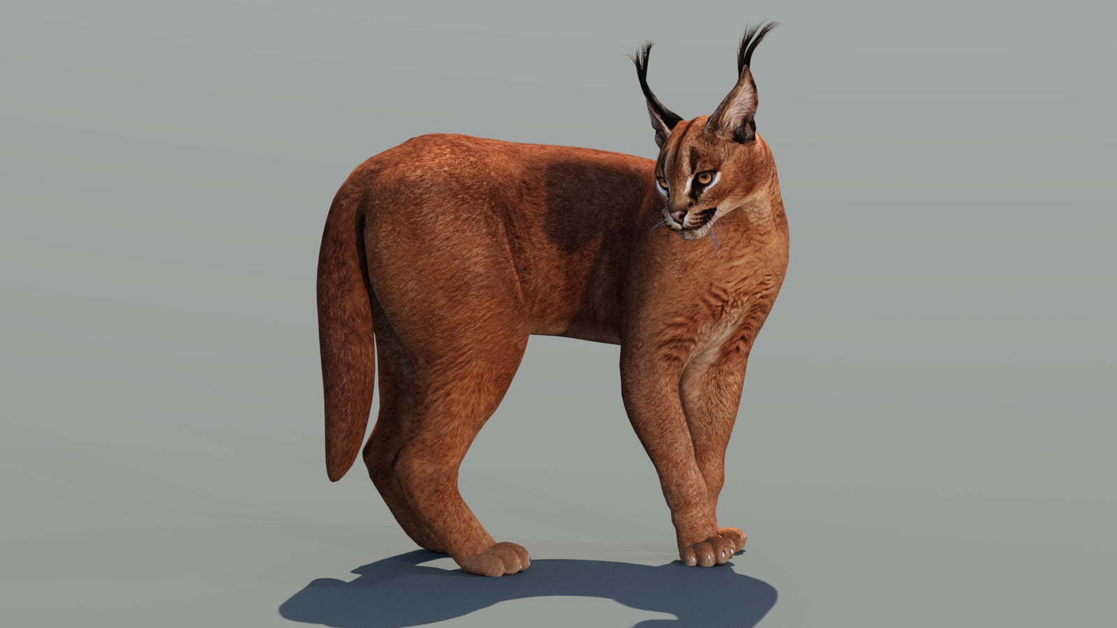 Caracal 3D Model Rigged 360° view 2 frame 15
