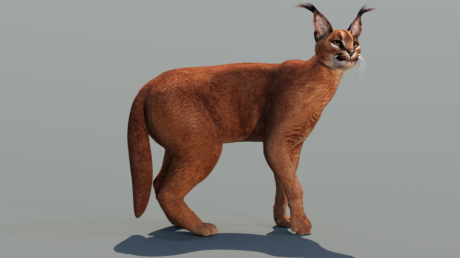 Caracal 3D Model Rigged 360° view 3 frame 15