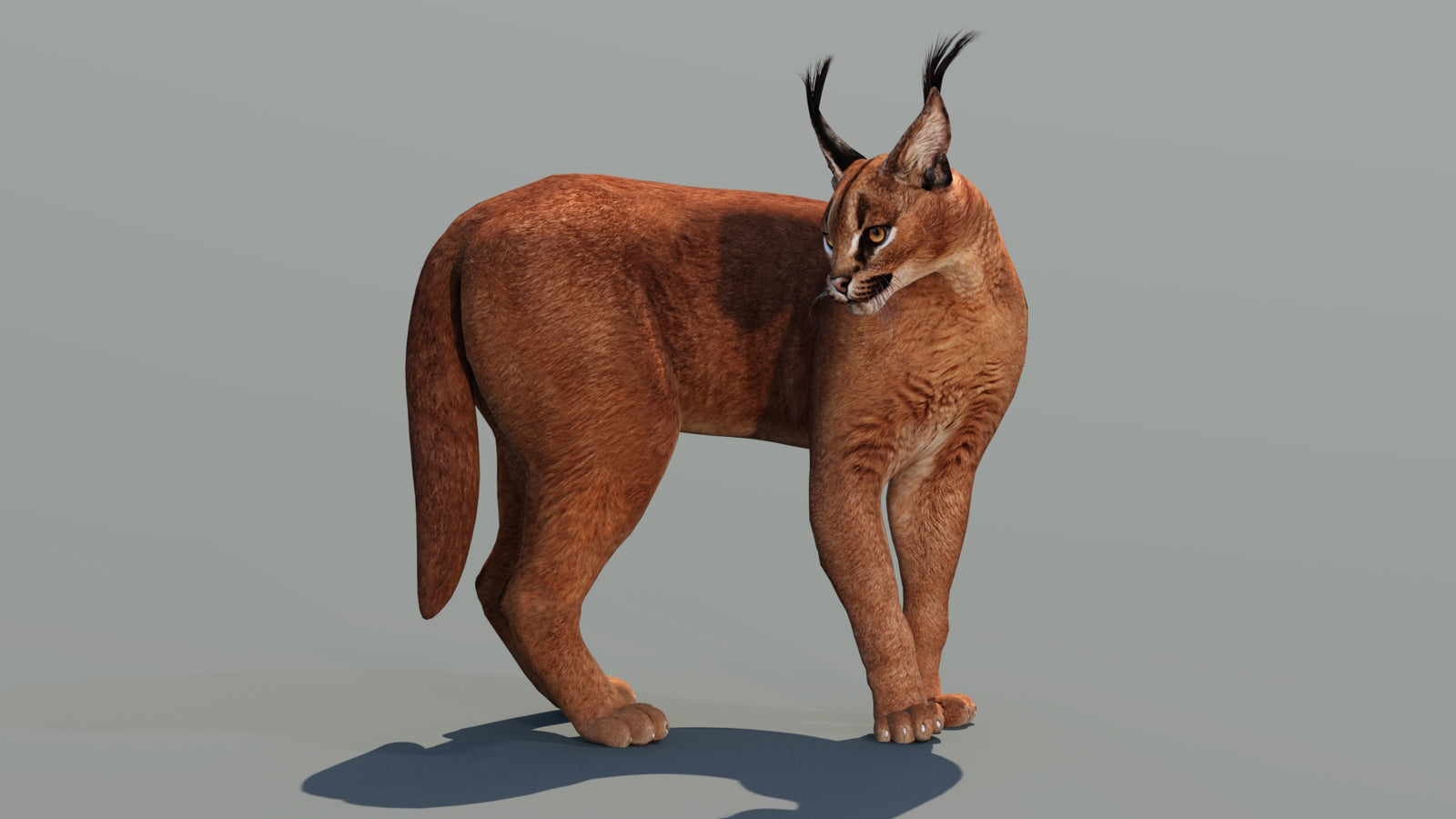 Caracal 3D Model Rigged 360° view 2 frame 16