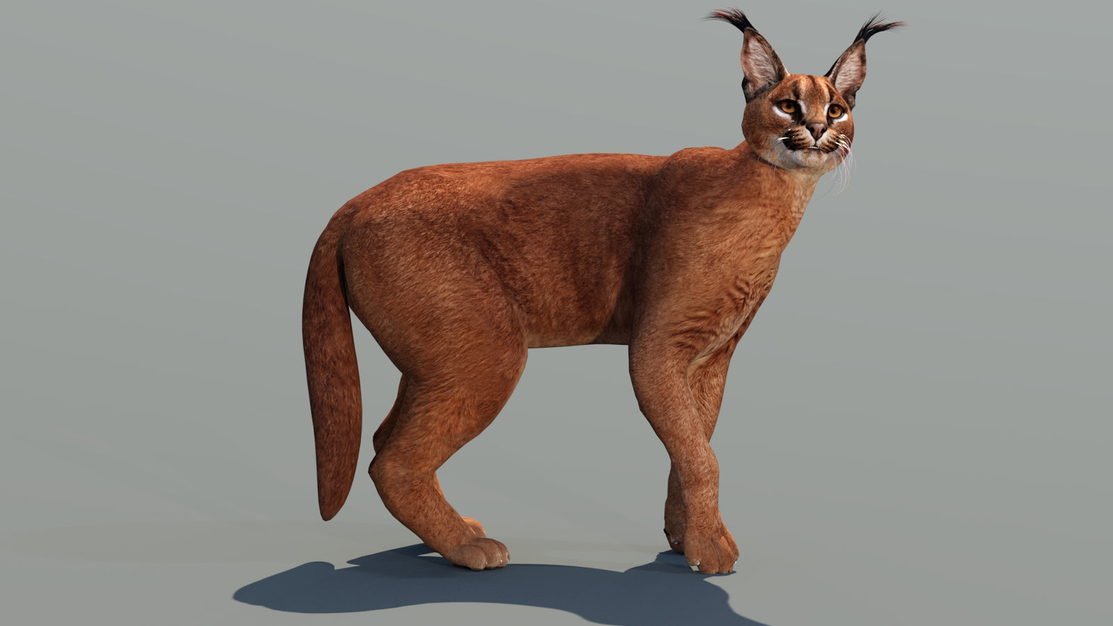 Caracal 3D Model Rigged 360° view 3 frame 16