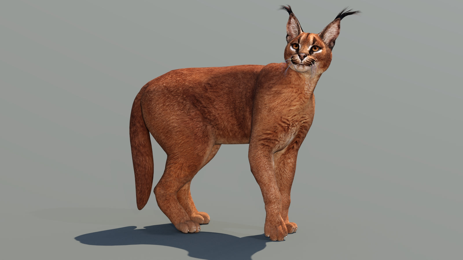 Caracal 3D Model Rigged 360° view 3 frame 18