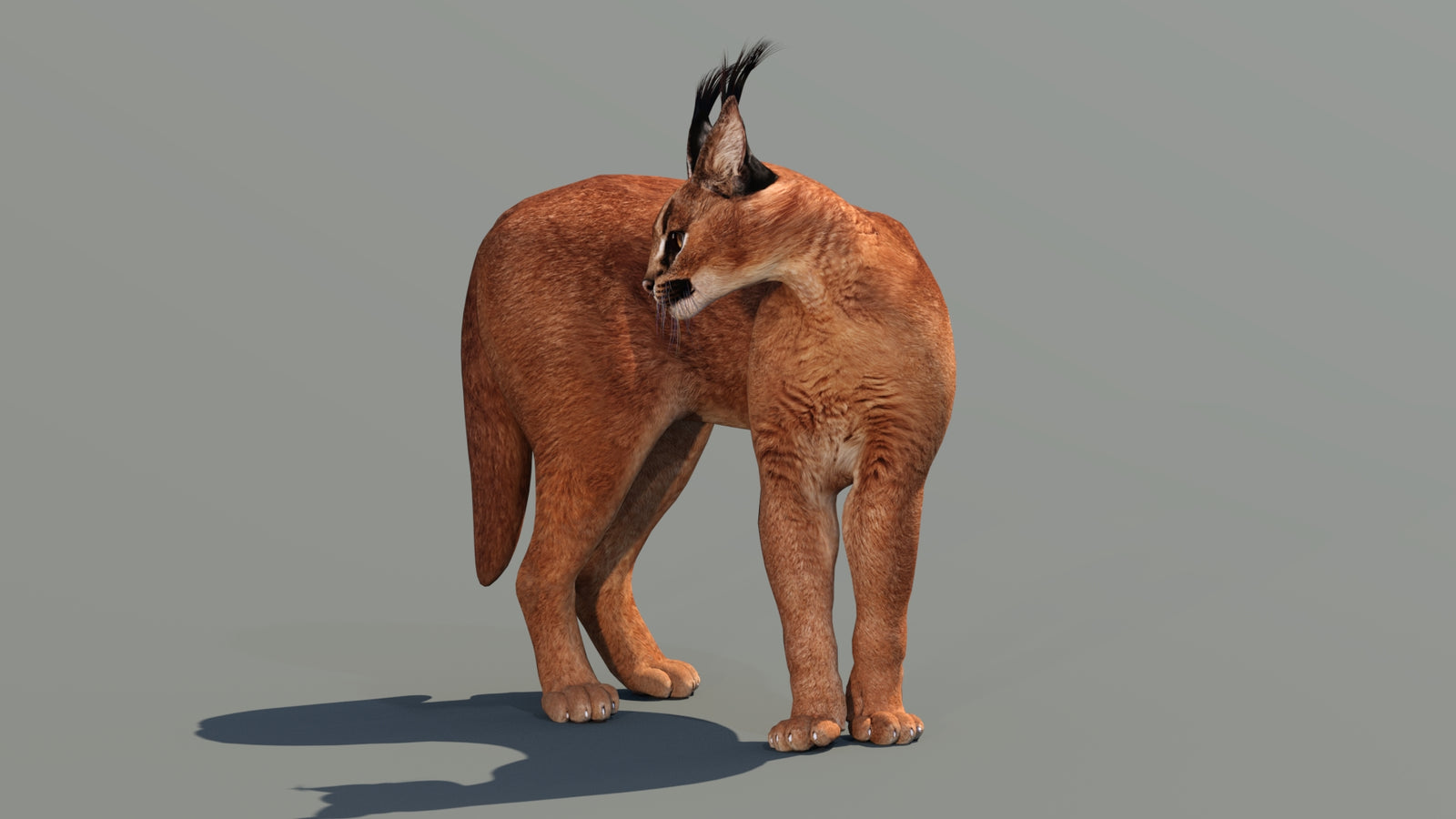 Caracal 3D Model Rigged 360° view 2 frame 20