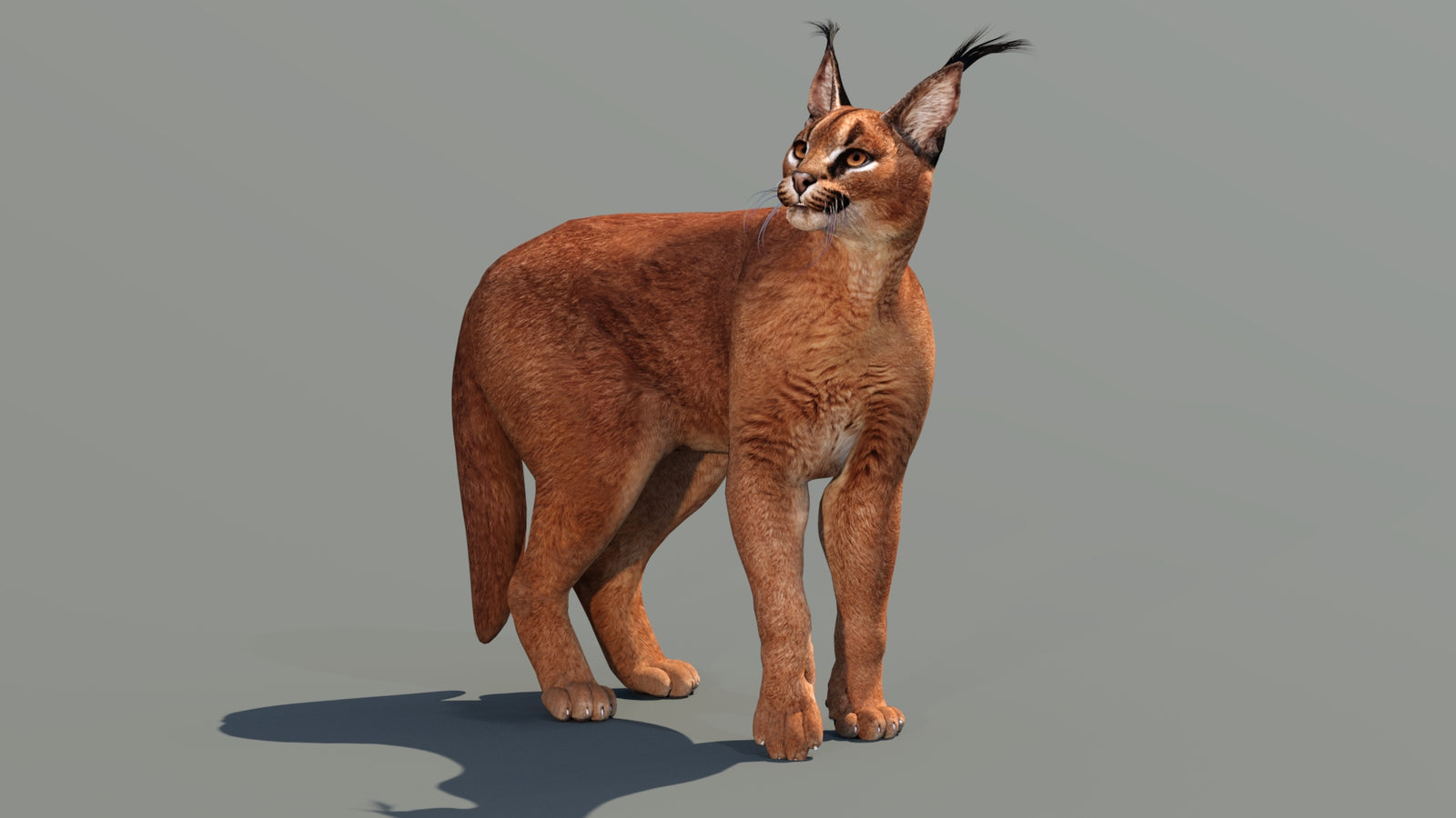 Caracal 3D Model Rigged 360° view 3 frame 20