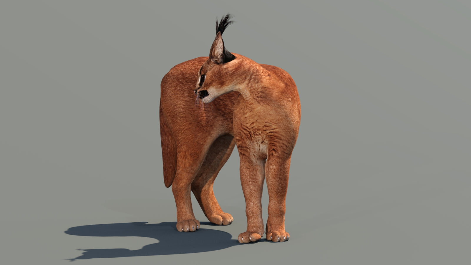 Caracal 3D Model Rigged 360° view 2 frame 21