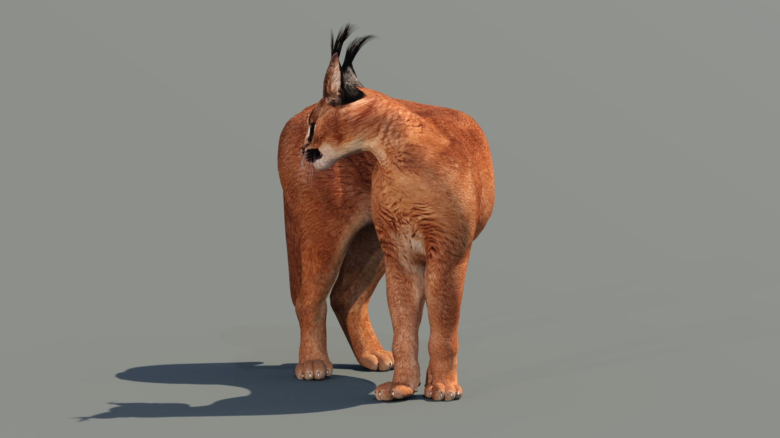 Caracal 3D Model Rigged 360° view 2 frame 22