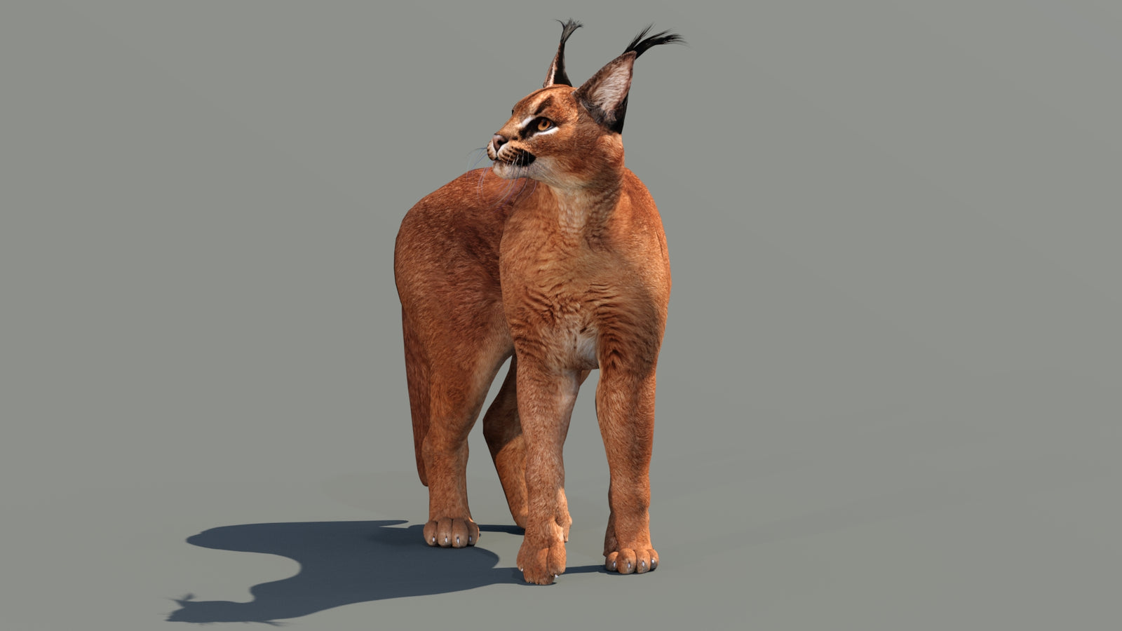 Caracal 3D Model Rigged 360° view 3 frame 22