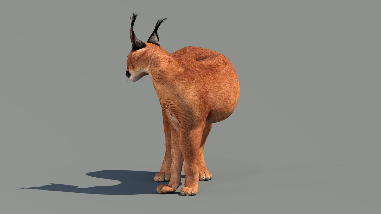 Caracal 3D Model Rigged 360° view 2 frame 25