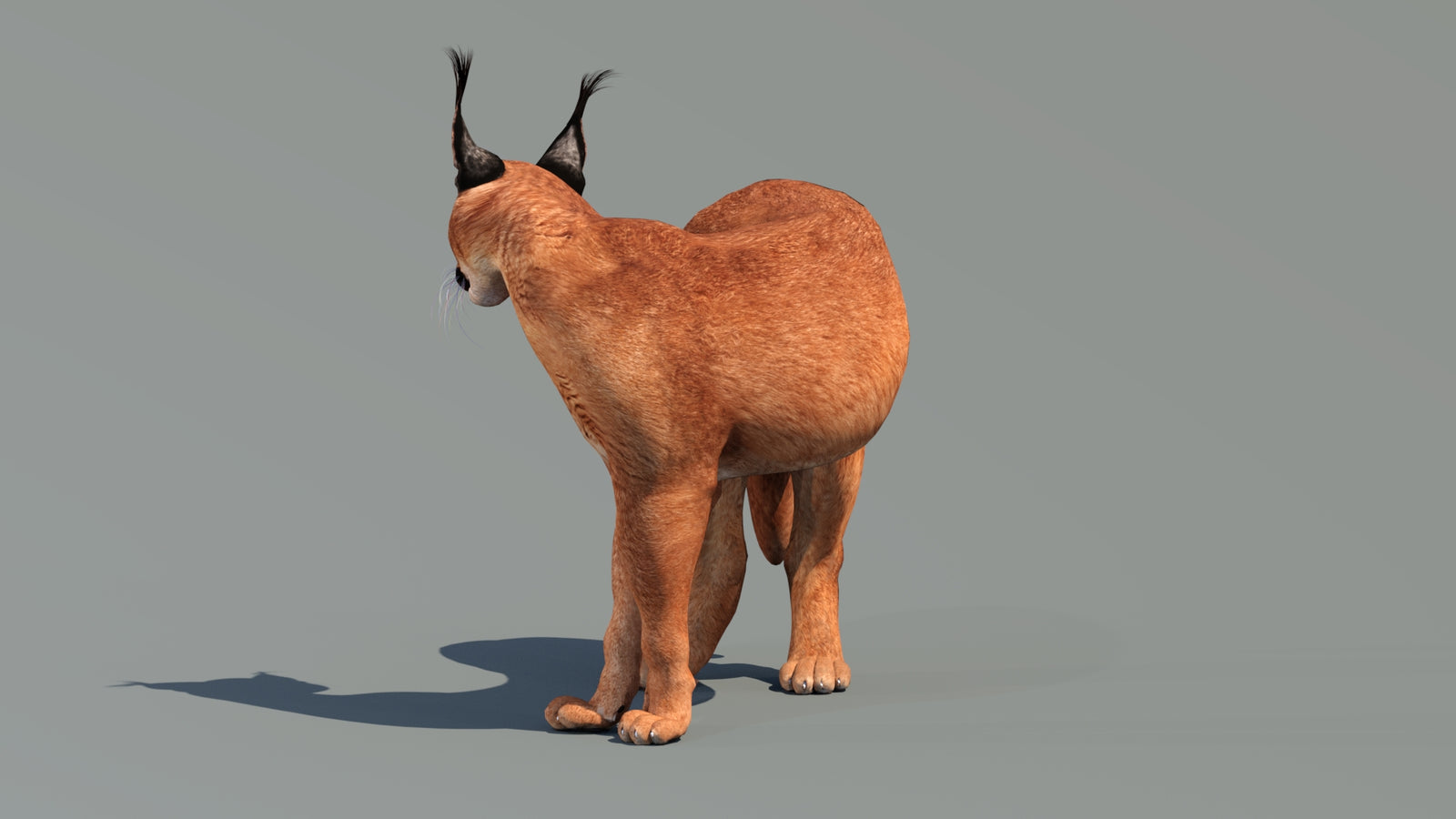 Caracal 3D Model Rigged 360° view 2 frame 27