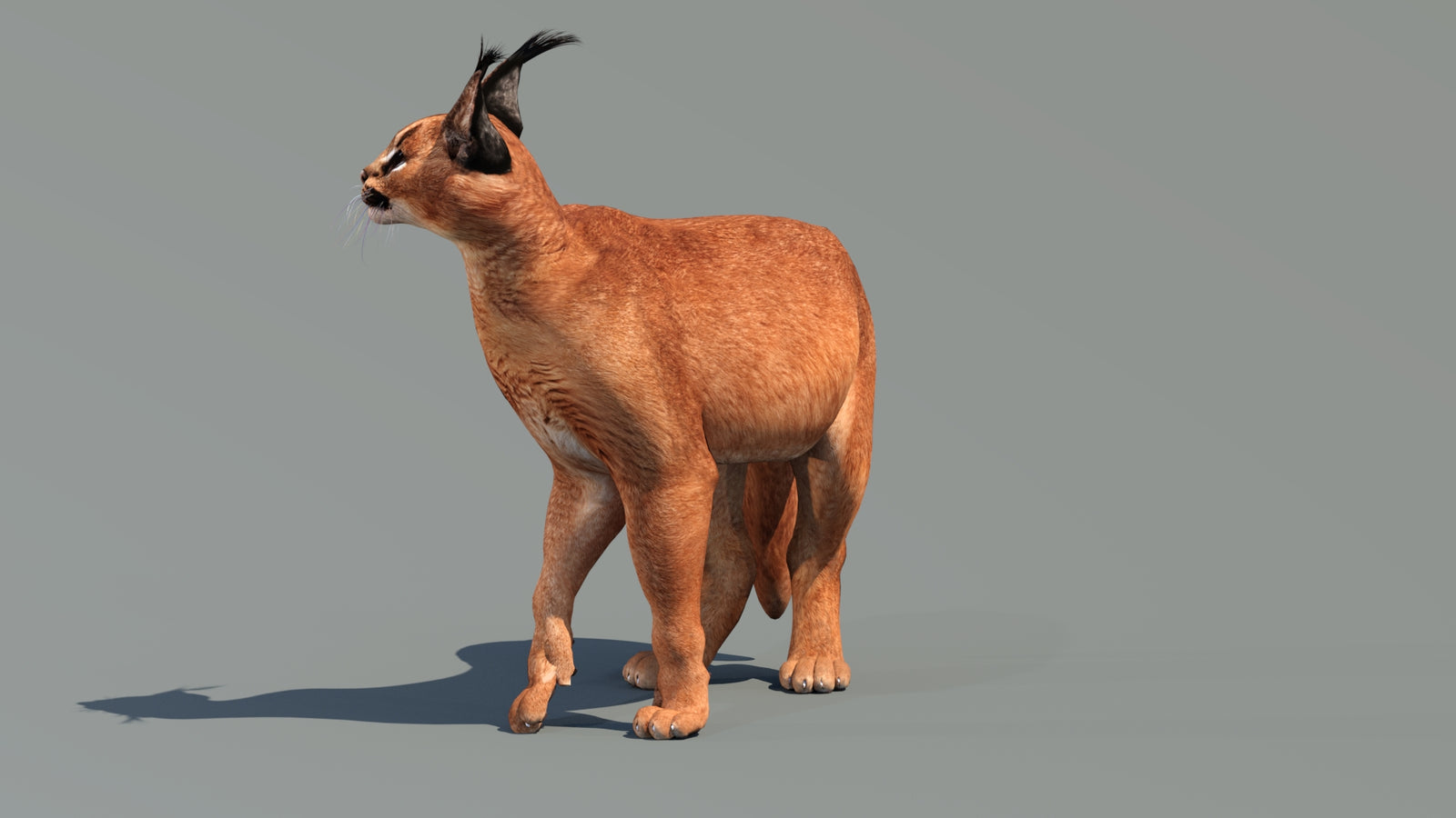 Caracal 3D Model Rigged 360° view 3 frame 27