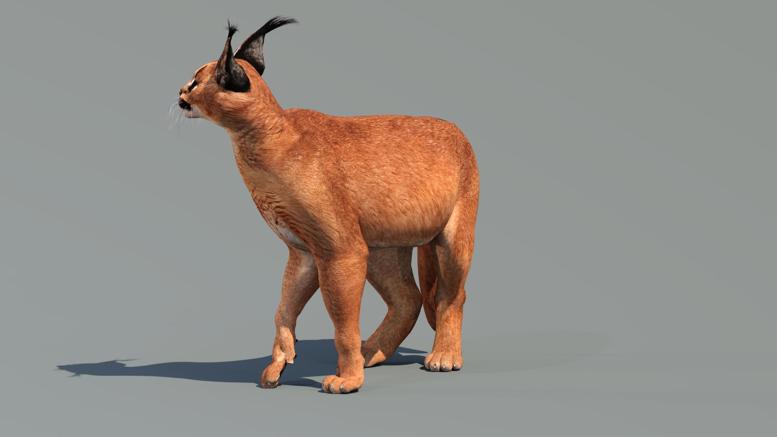 Caracal 3D Model Rigged 360° view 3 frame 28
