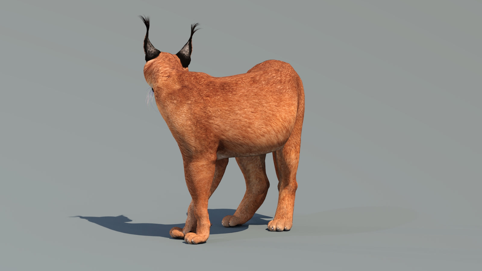 Caracal 3D Model Rigged 360° view 2 frame 29