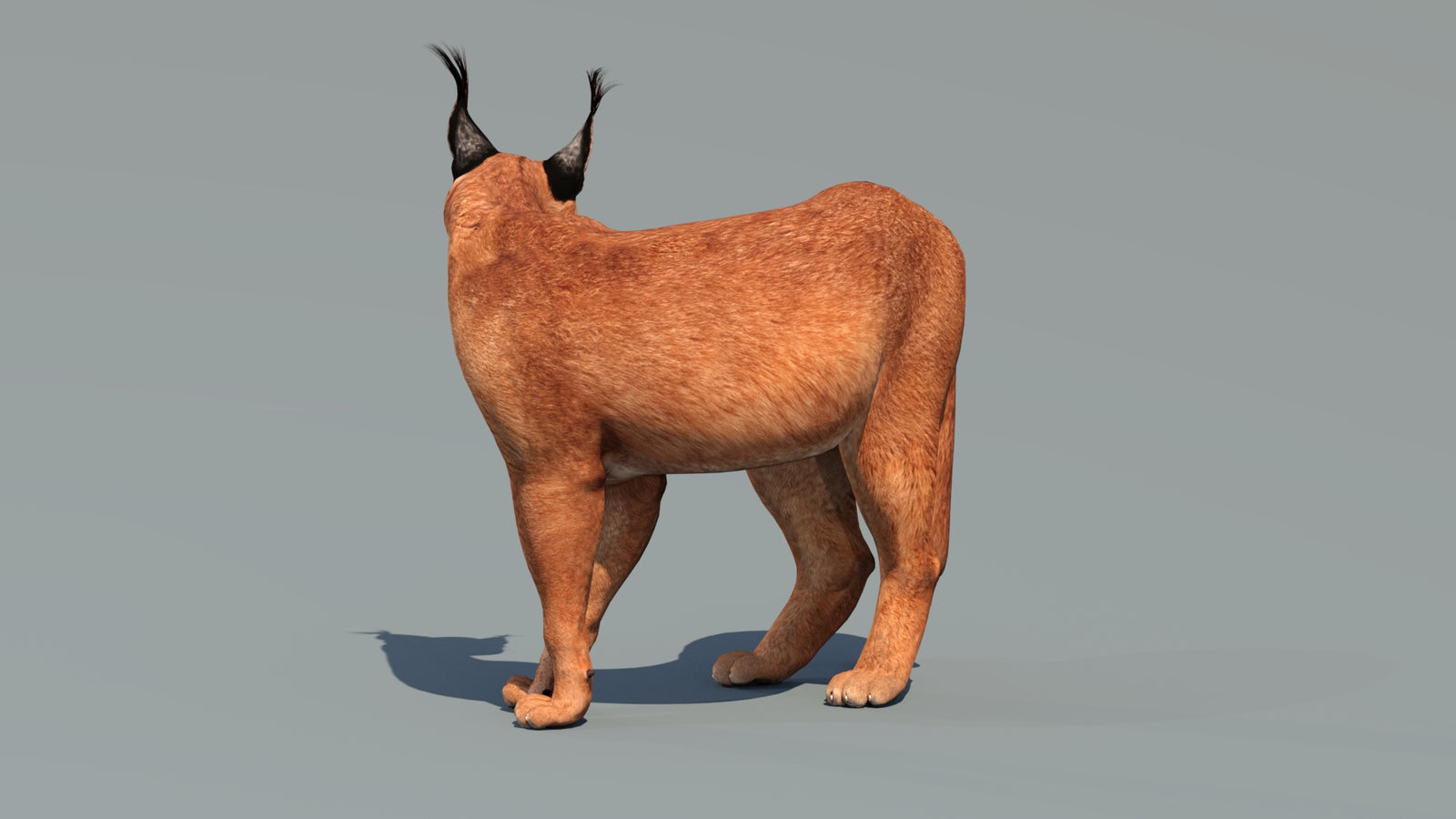 Caracal 3D Model Rigged 360° view 2 frame 31