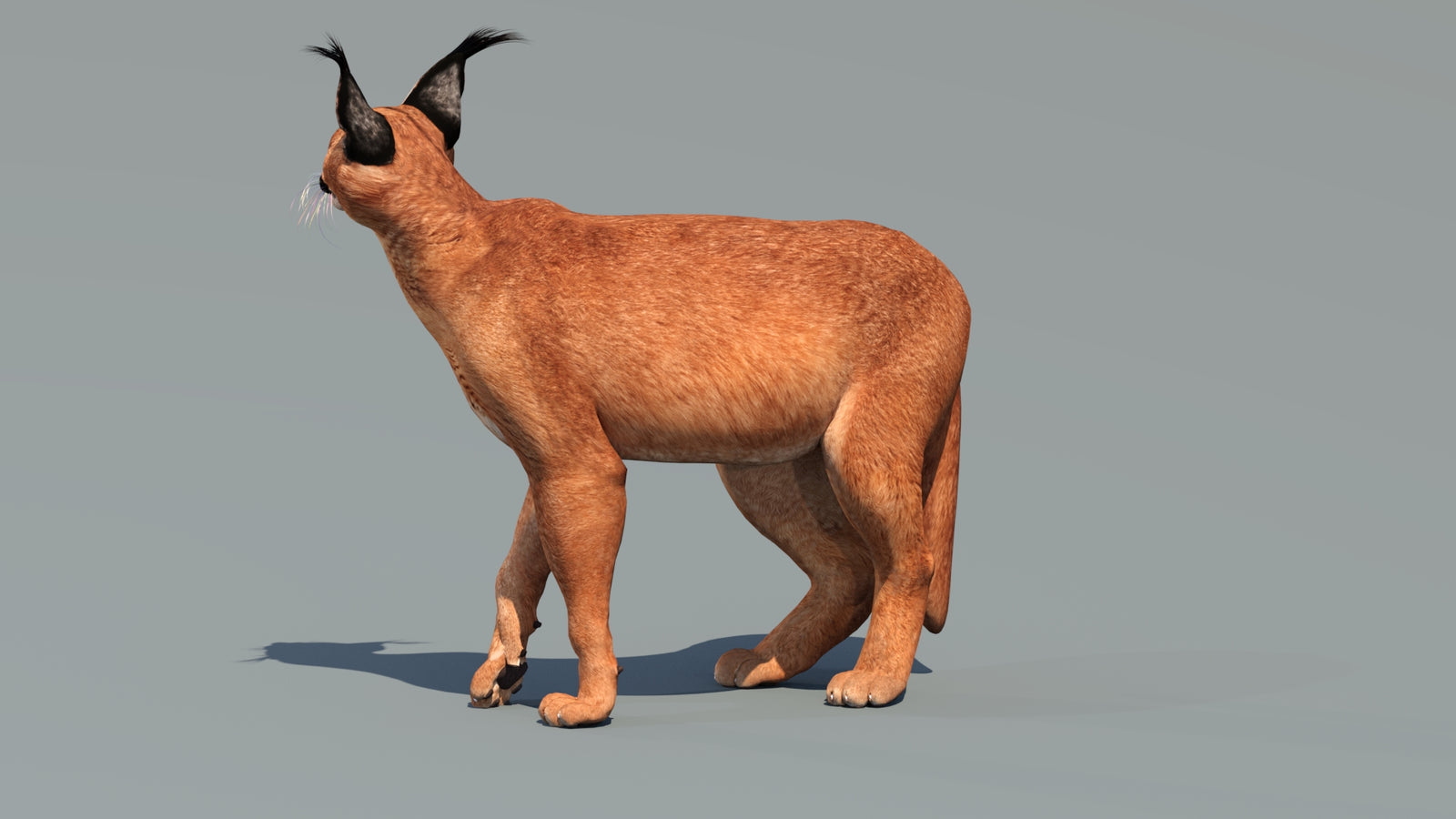 Caracal 3D Model Rigged 360° view 3 frame 31