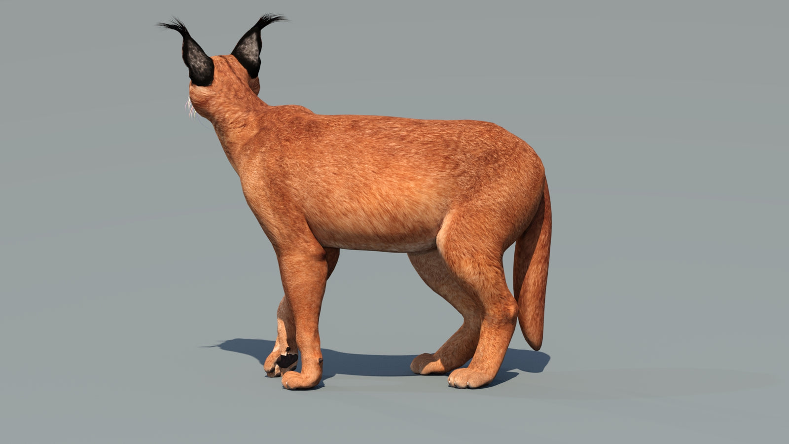 Caracal 3D Model Rigged 360° view 3 frame 33