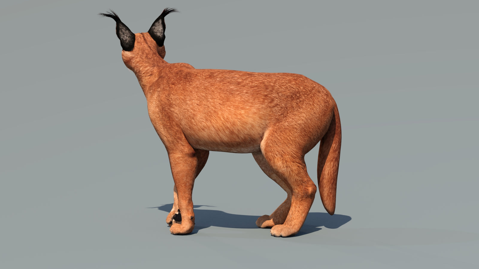 Caracal 3D Model Rigged 360° view 3 frame 34