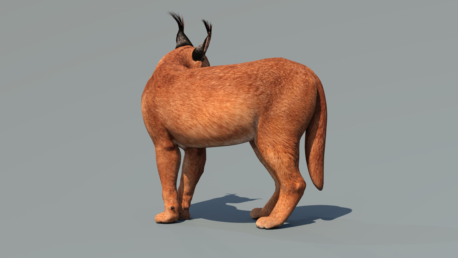Caracal 3D Model Rigged 360° view 2 frame 35