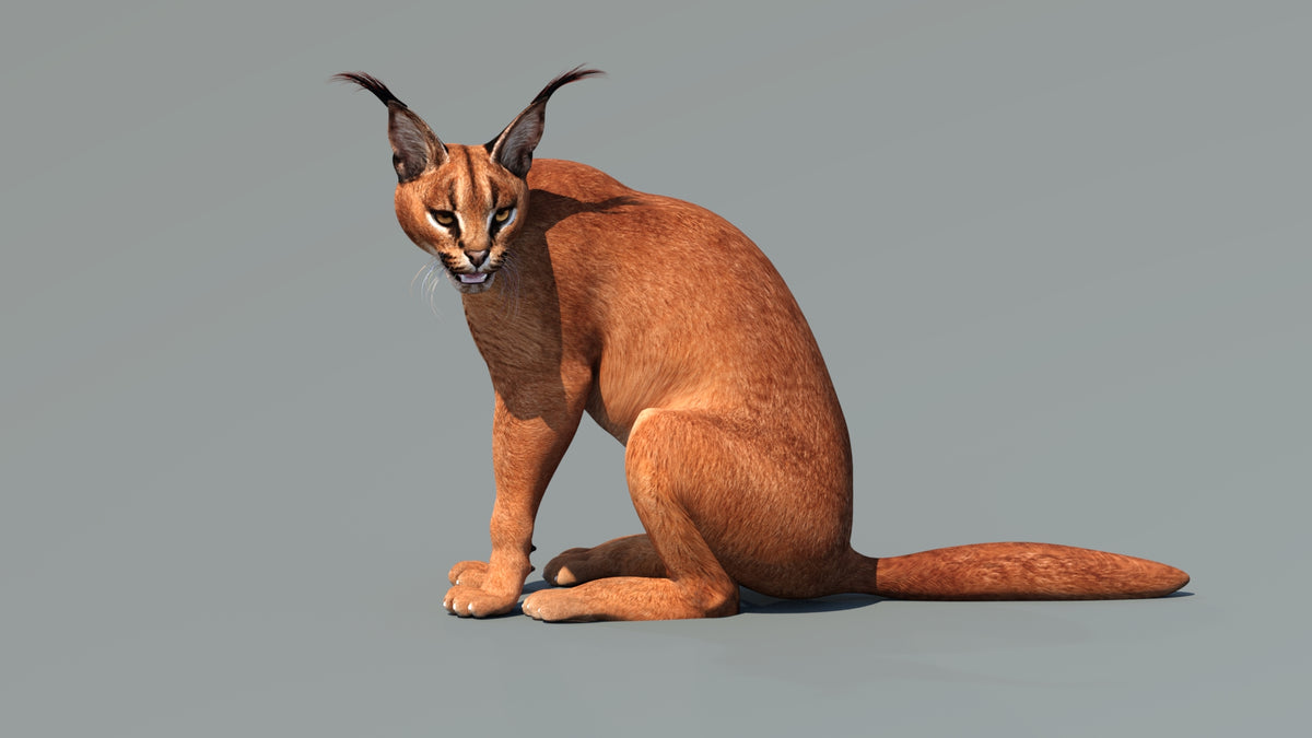 Animated Caracal 3D Model - Game-Ready - 360 Degree View