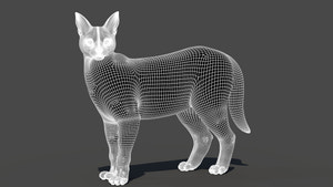 Realistic Caracal 3D Model Wireframe View Subdivision 1 Thumbnail
