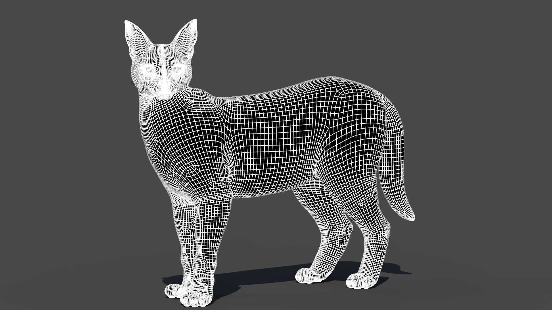 Realistic Caracal 3D Model Wireframe View Subdivision 1