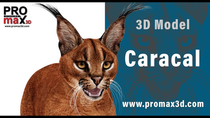 Caracal 3D Model