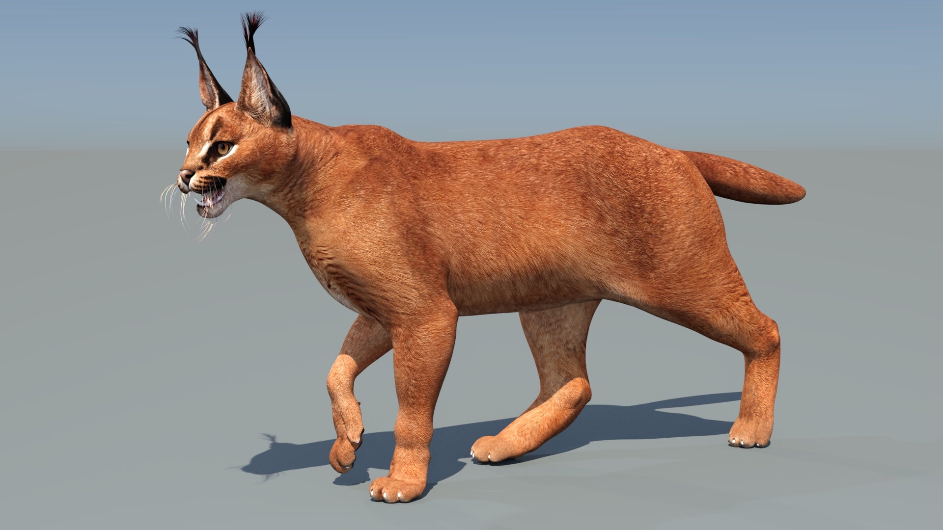 Animated Caracal Cat 3D Model for Download