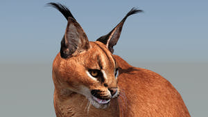 Animated Caracal Cat 3D Model Close Up View Thumbnail