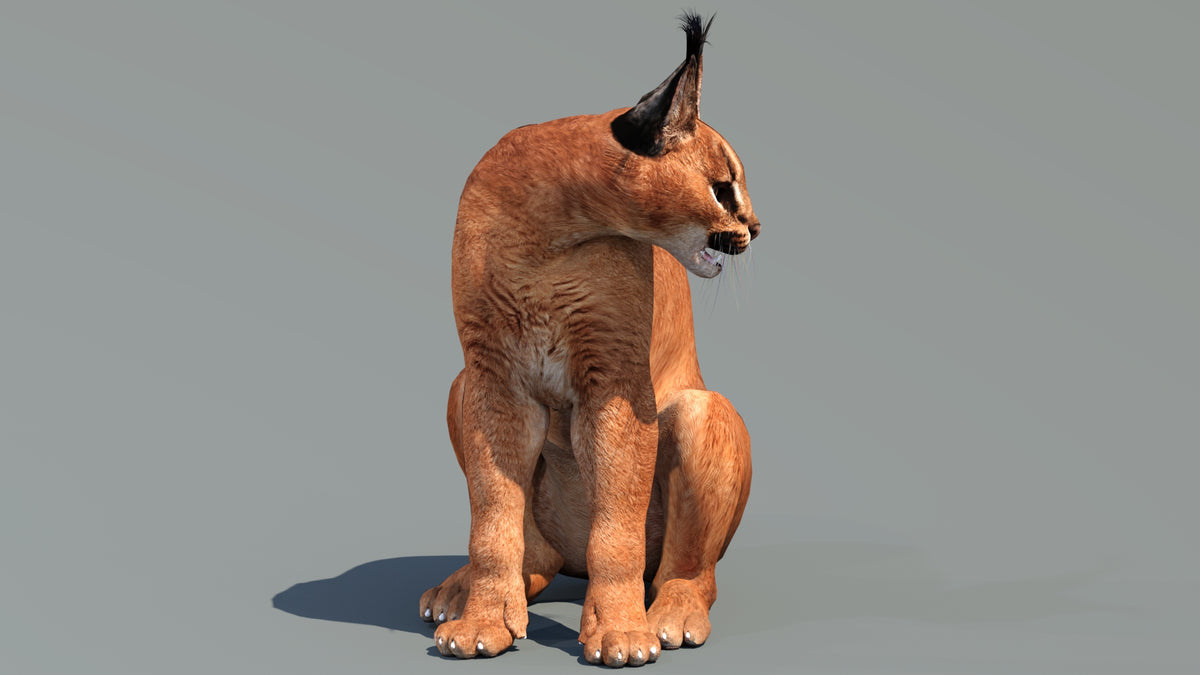 Caracal Cat 3D Model Sitting and looking aside
