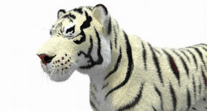 White Cartoon Tiger Animated Fur 3D Model Thumbnail