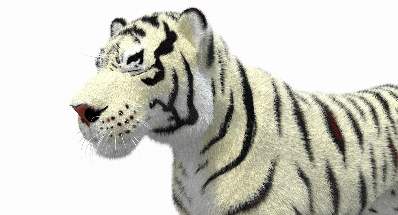 White Cartoon Tiger Animated Fur 3D Model