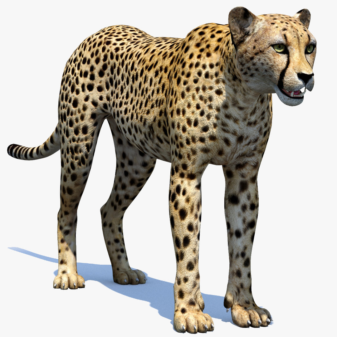 Realistic Cheetah 3D Model for Download