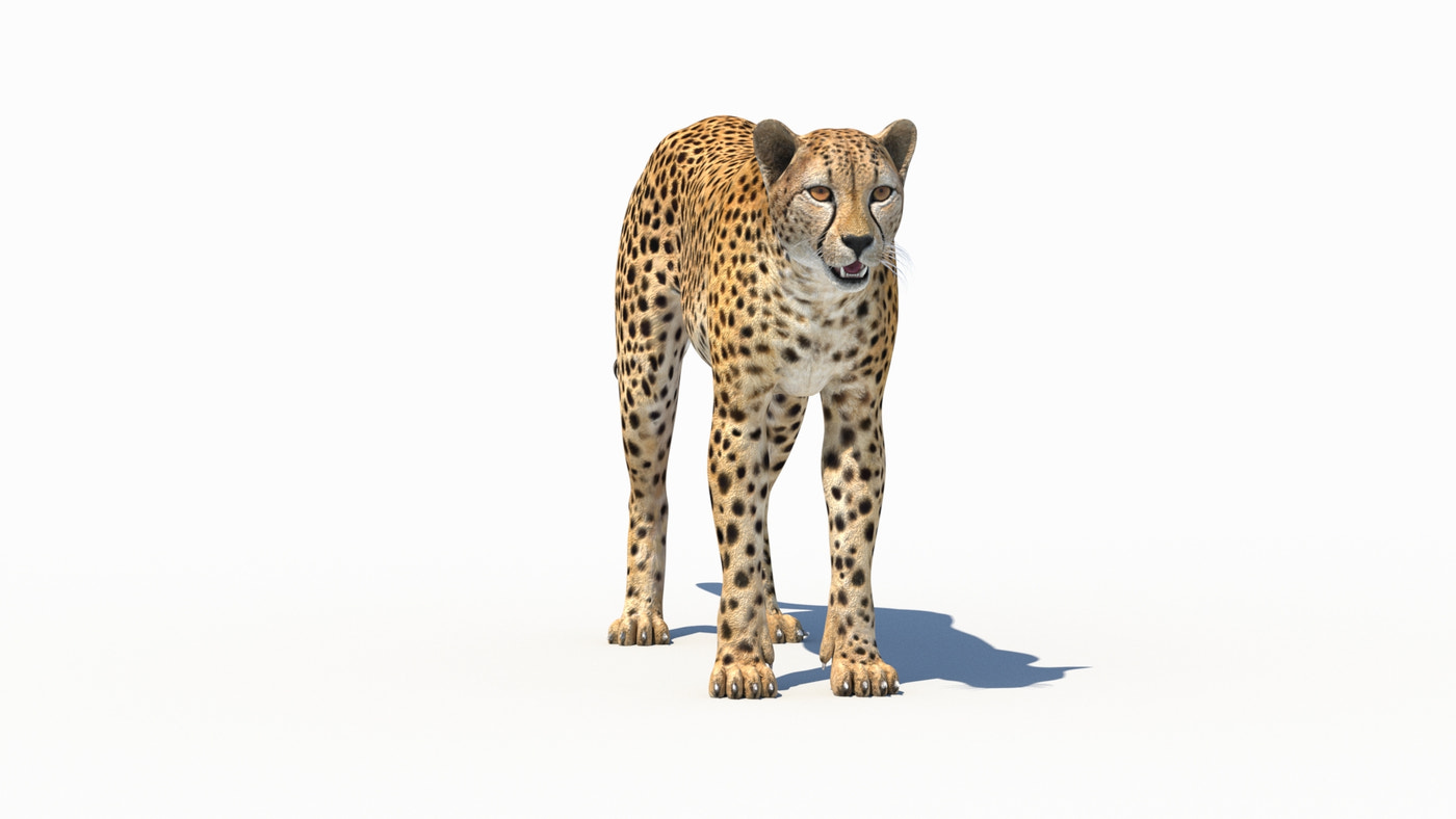 Cheetah 3D Model - 360 Degree View