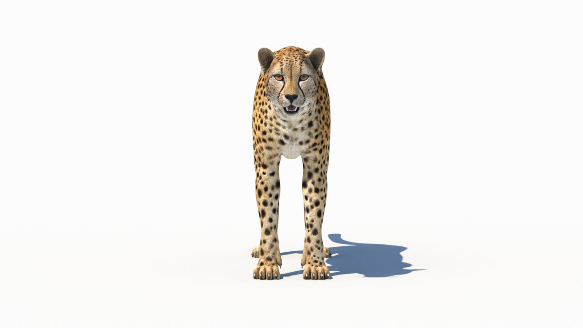 Big Cats 03 3D Model - 360 Degree View