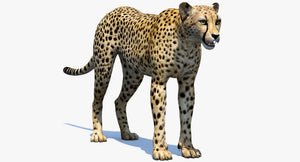 Realistic Cheetah 3D Model for Download Thumbnail