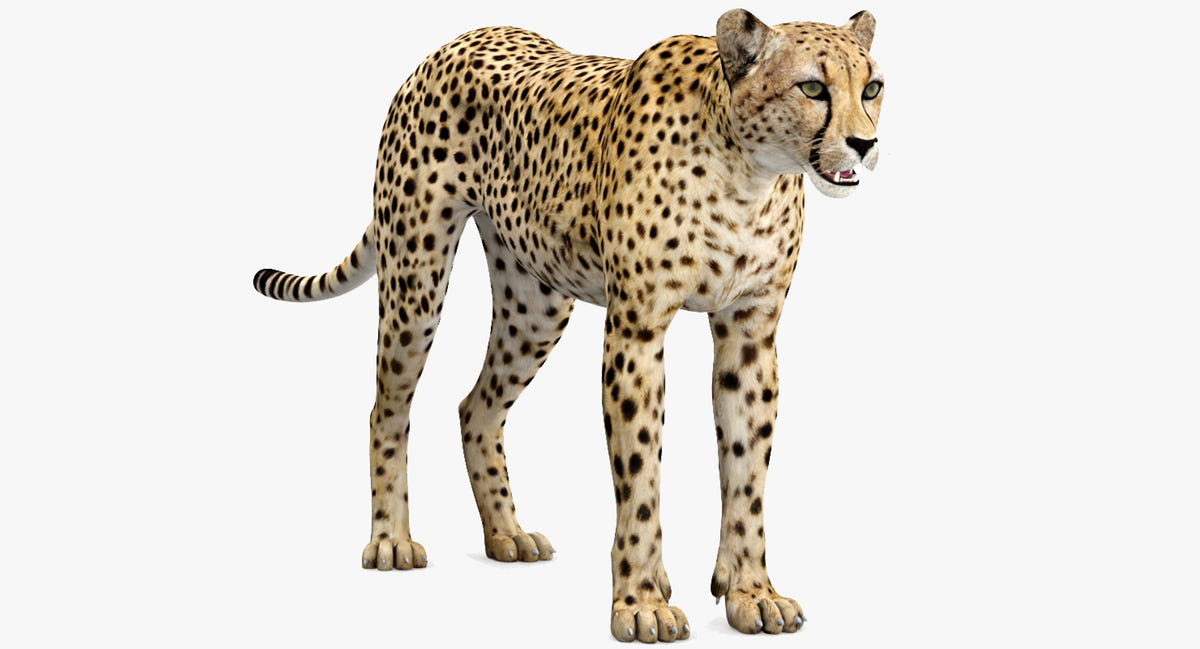 Big Cats 05 3D Model