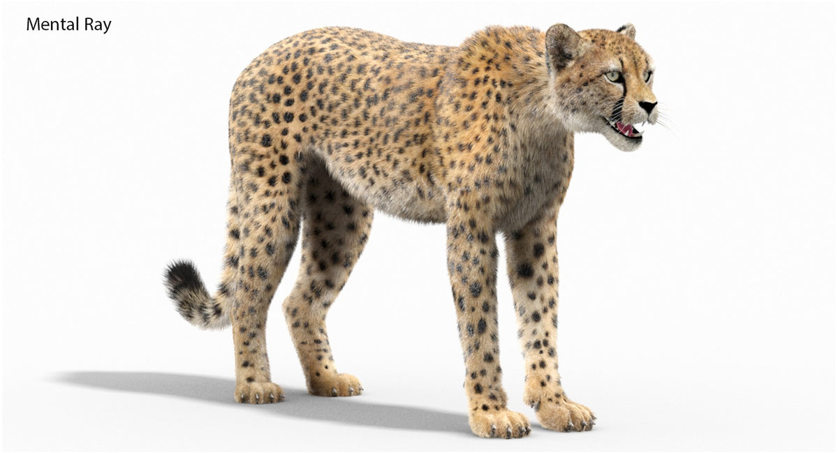 Cheetah 3D Model with Fur Mental Ray Renderer