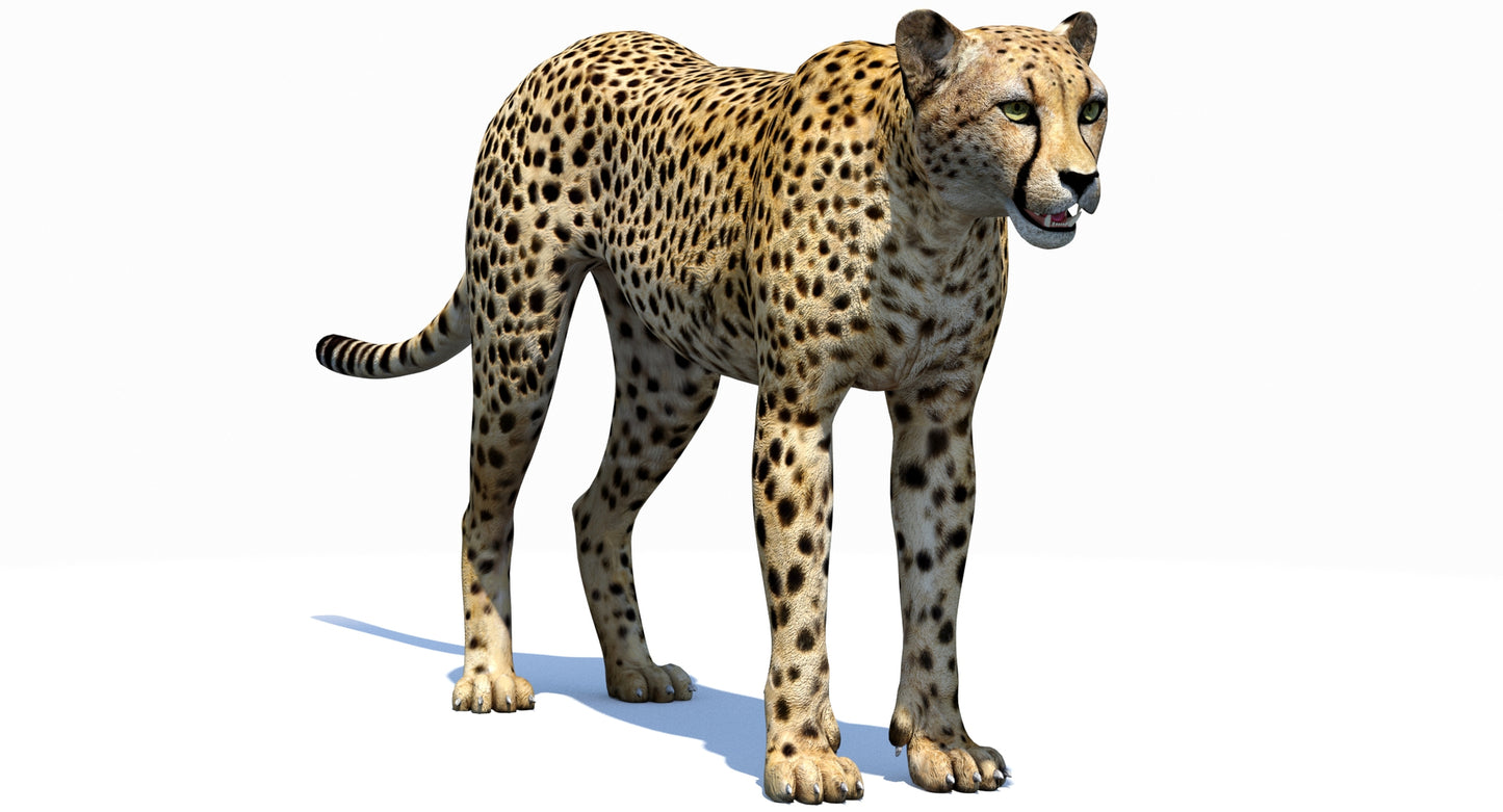 Big Cats 03 3D Model