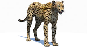 Big Cats 05 3D Model Thumbnail